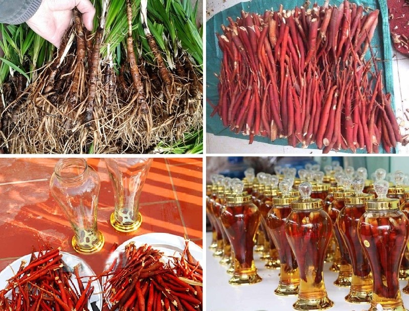 Người bị ngộ độc rượu sâm cau có thể có biểu hiện nôn ói và mệt mỏi