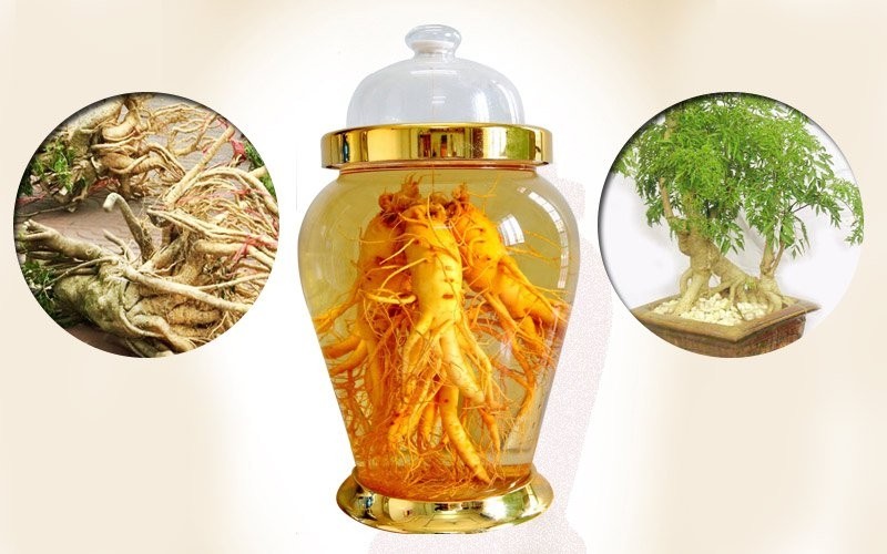 Người cao tuổi không nên uống rượu đinh lăng vào buổi tối để tránh kích thích thần kinh và mất ngủ