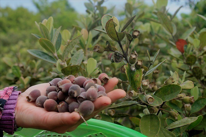 Những trái sim rừng chín mọng được thu hái cẩn thận để đảm bảo chất lượng rượu sim khô