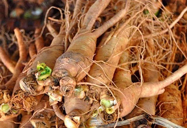 Sâm đương quy tươi đang được sơ chế để ngâm rượu