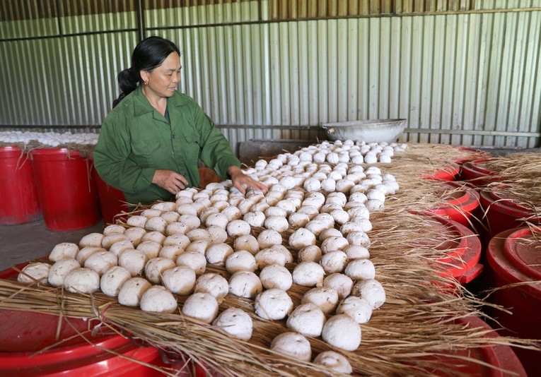 HTX cần chuẩn bị từ 19 đến 32 loại cây thuốc để làm ra những quả men lá. Ảnh: CTCĐT tỉnh Bắc Kạn