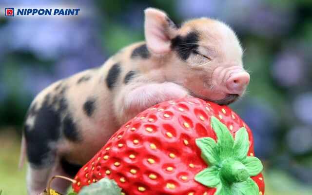 Phối màu sơn nội thất hợp phong thủy mang lại may mắn và thành công cho người tuổi Đinh Hợi 2007