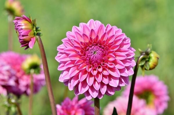 Bông hoa thược dược hồng tươi đang khoe sắc dưới ánh nắng ban mai.