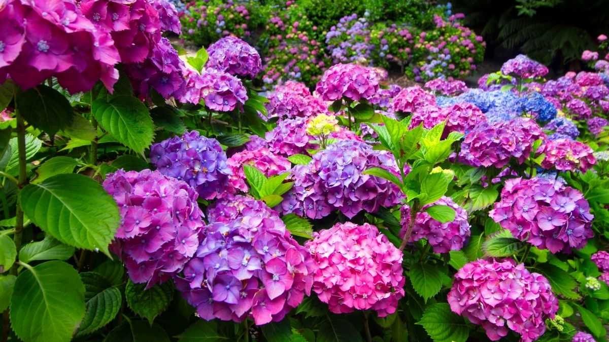 Hoa cẩm tú cầu tím rực rỡ