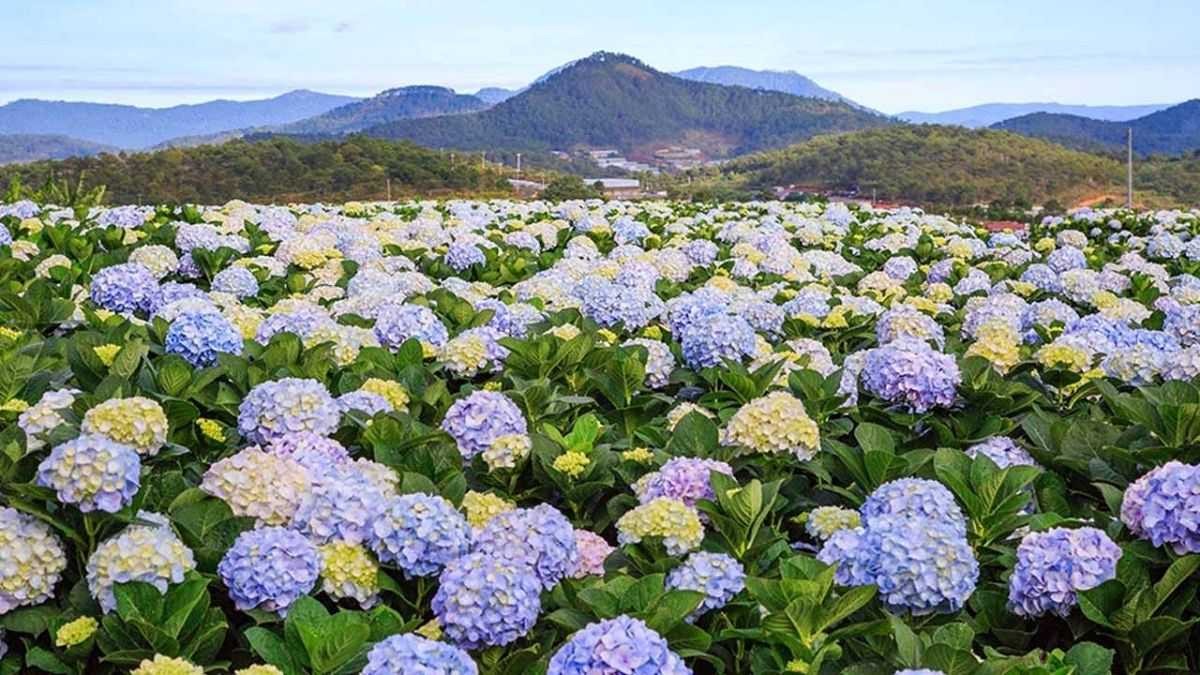 Cánh đồng hoa cẩm tú cầu khoe sắc