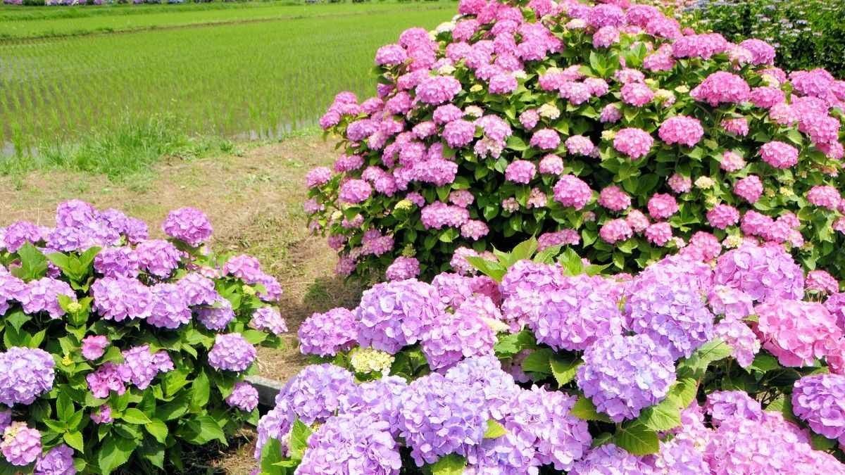 Cánh đồng hoa cẩm tú cầu màu hồng rực rỡ