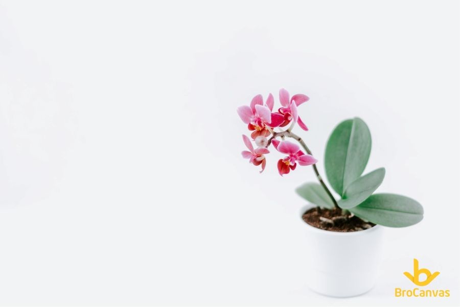 Ảnh hoa đẹp giò hoa lan tuyệt sắc