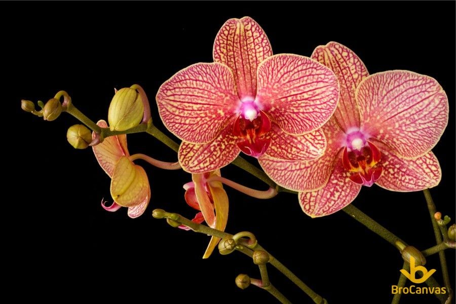 Ảnh hoa đẹp sắc cam hoa lan