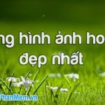 anh mo ta 1