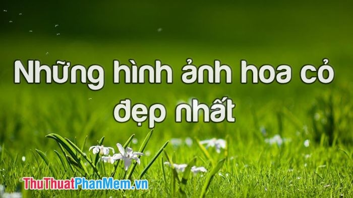Những bông hoa dại khoe sắc trong nắng ban mai