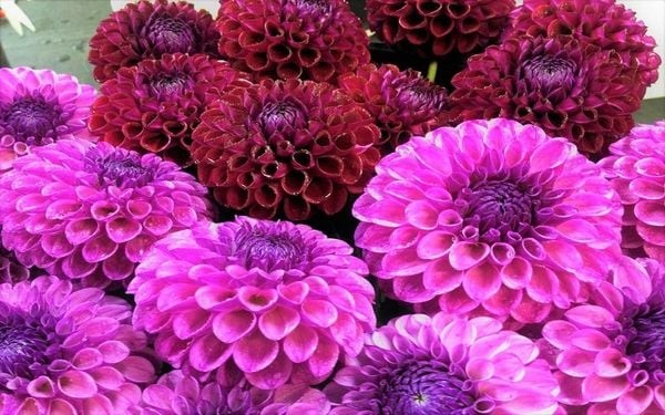 Bạn đã bao giờ thấy vẻ đẹp ngọt ngào và lãng mạn của những đóa hoa thược dược tím chưa?