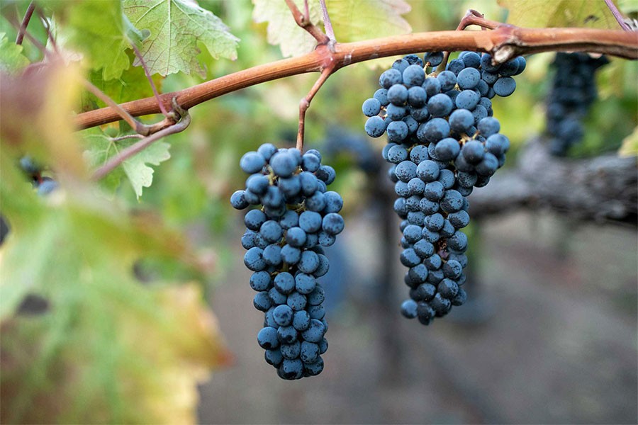 Mặc dù kích thước nhỏ nhưng nho Cabernet Sauvignon lại có sức sống dẻo dai