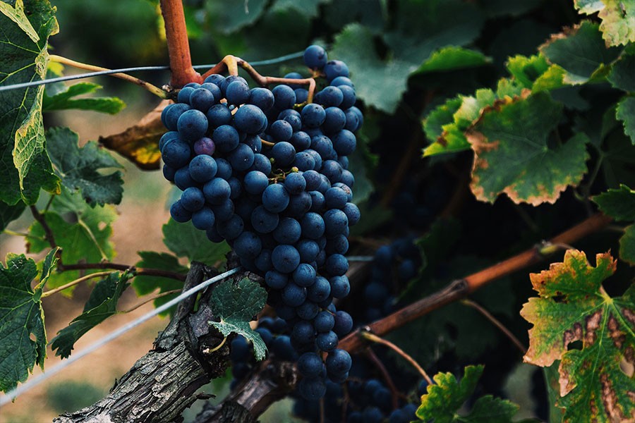 cabernet sauvignon 5 1