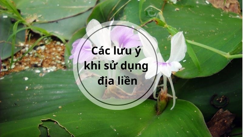 Các lưu ý khi sử dụng Địa liền ngâm rượu để đảm bảo an toàn