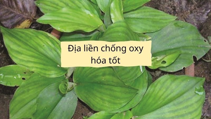 Địa liền có khả năng chống oxy hóa tốt