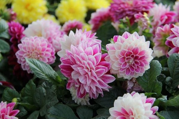 Giống hoa thược dược trắng hồng cực xinh xắn và bắt mắt.