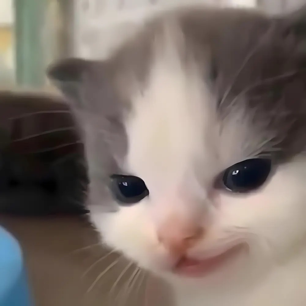 Mèo meme với biểu cảm khó ở, thường xuất hiện trong các meme phản ứng
