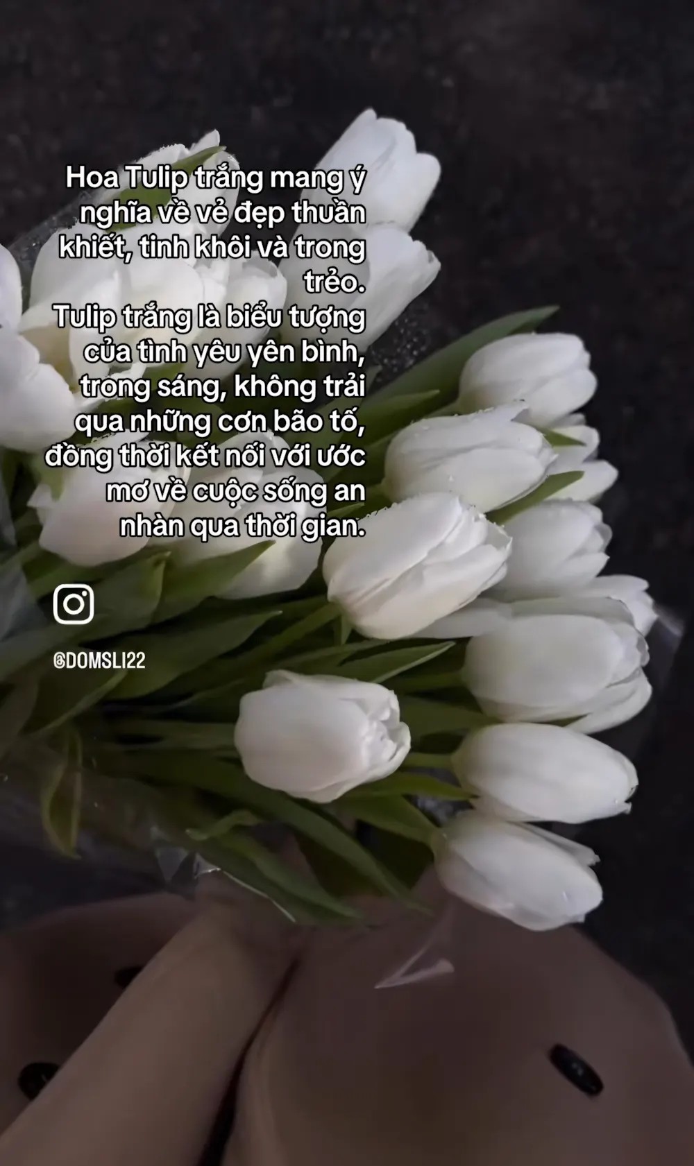 Hình ảnh hoa tulip có chữ viết tay tạo cảm giác nghệ thuật