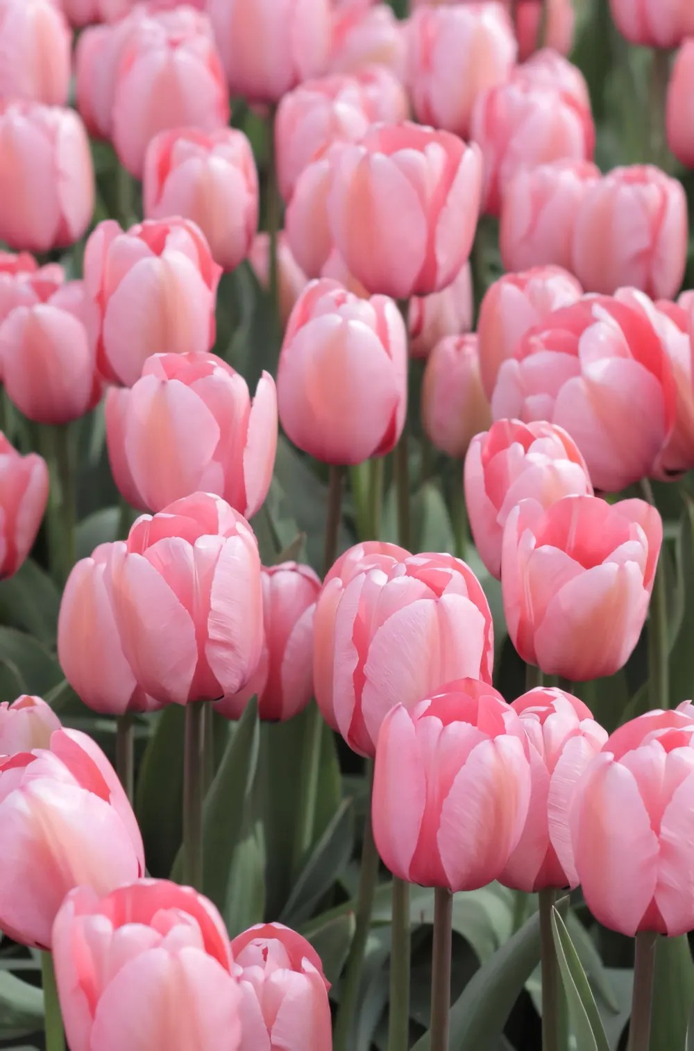 Cánh đồng hoa tulip hồng bát ngát