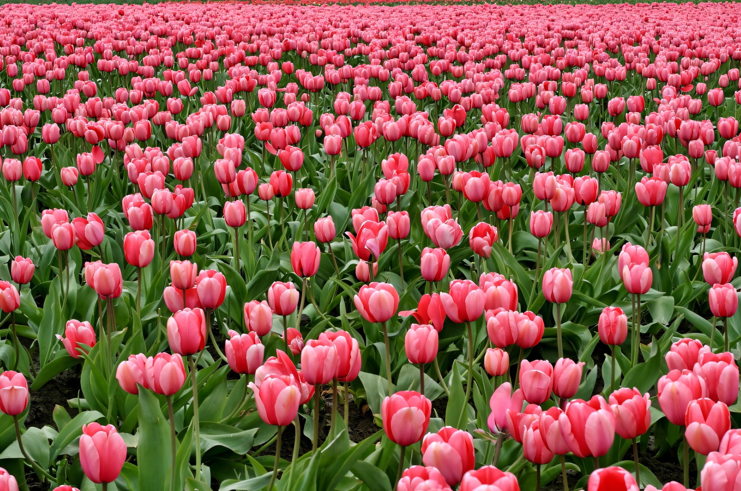 Hoa tulip hồng rực rỡ trong ánh nắng ban mai