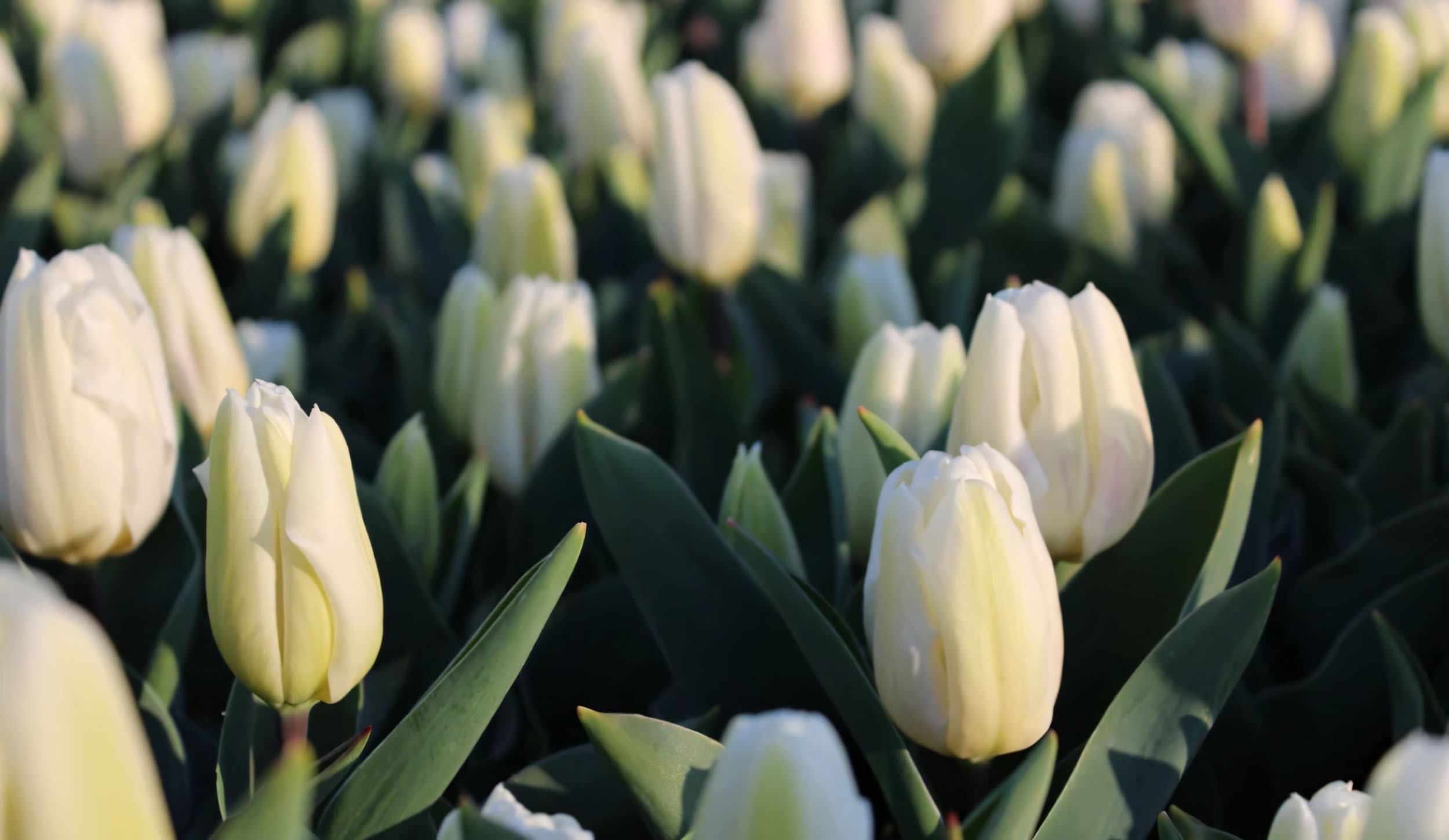 Một khóm hoa tulip trắng nở rộ trong không gian xanh