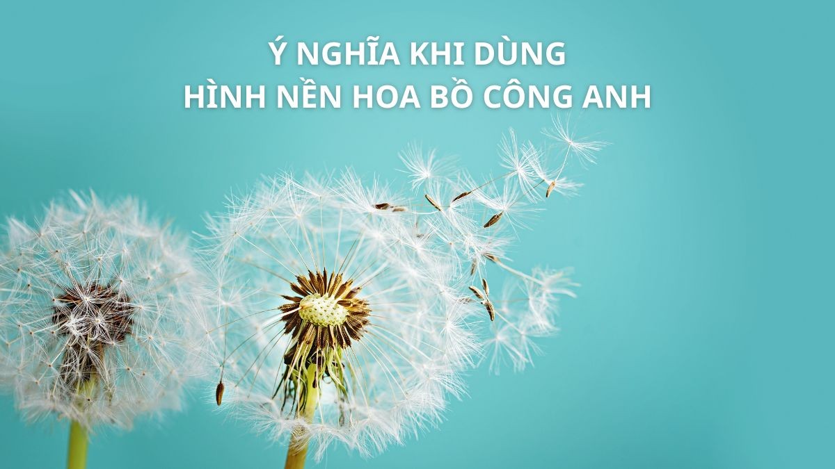 Ý nghĩa của hoa bồ công anh, nguyên liệu chính cho rượu độc đáo