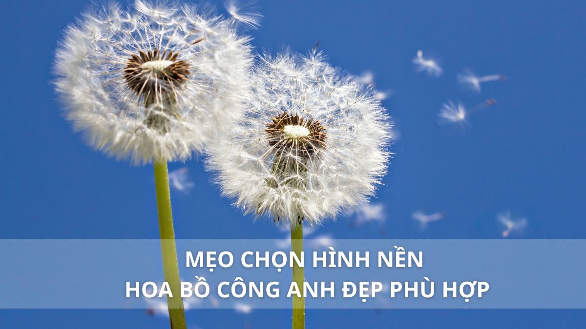 Những yếu tố quan trọng để đánh giá chất lượng của một chai rượu bồ công anh
