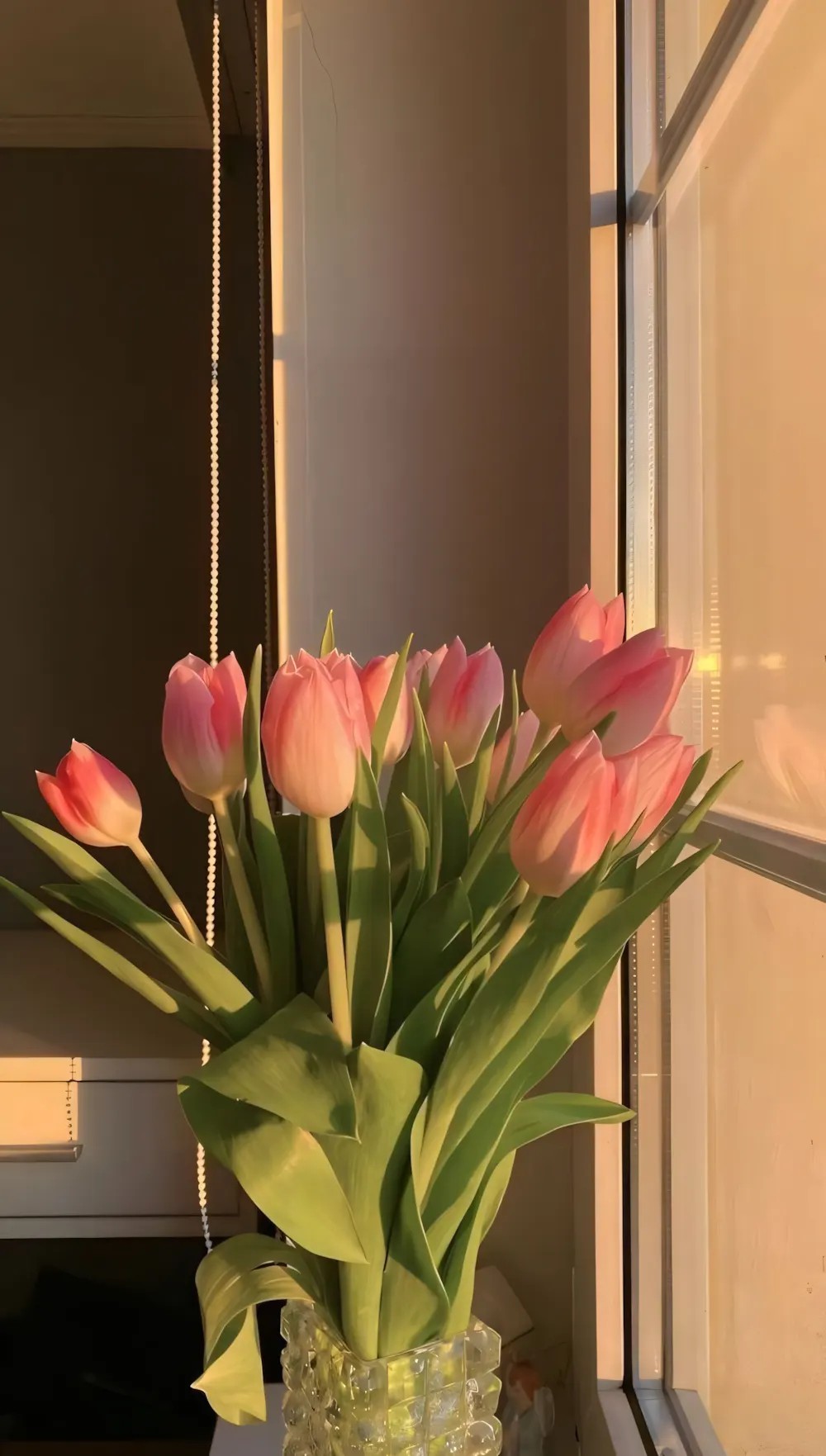 Những bông tulip trắng tinh khôi trong nắng sớm