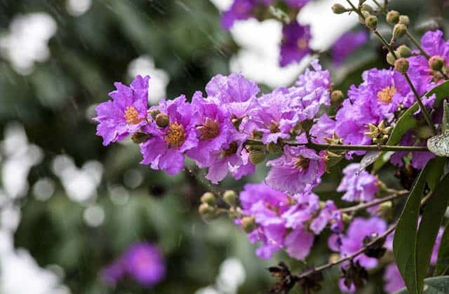 Hoa bằng lăng tím mộng mơ