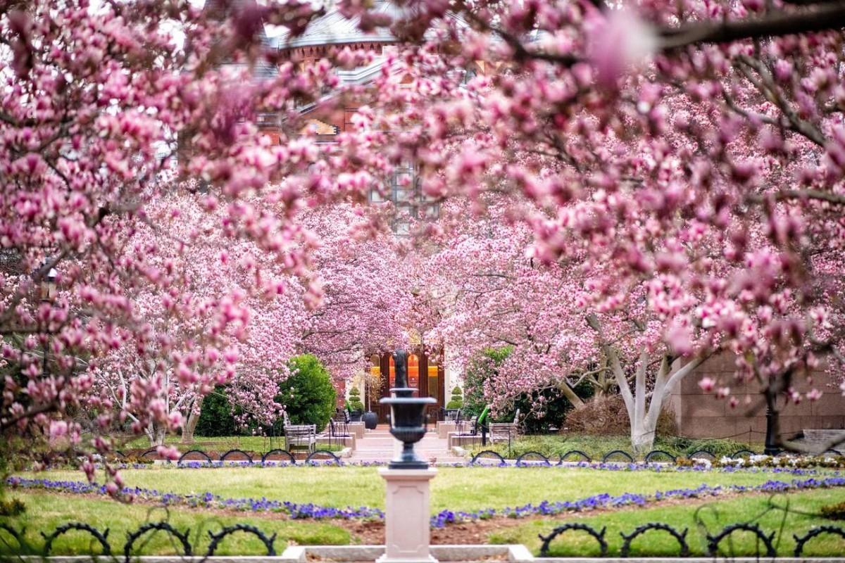 Ngắm hoa mộc lan ở Washington