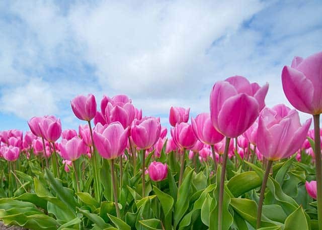 Hoa tulip trong nang