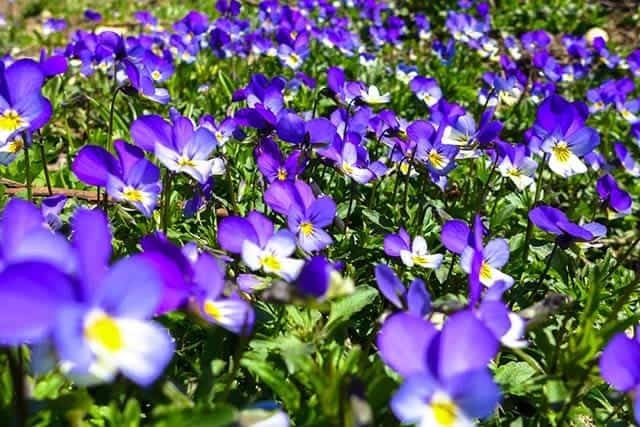 hoa violet gay thuong nho 1
