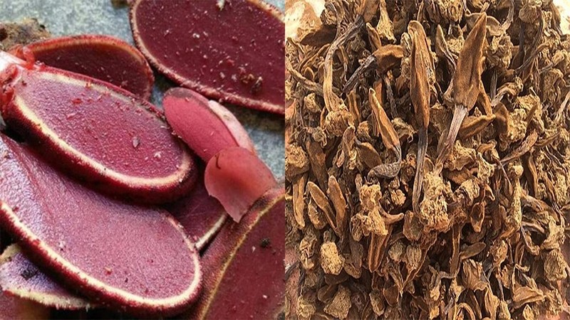 Phân loại và lựa chọn nấm ngọc cẩu chất lượng trước khi chế biến