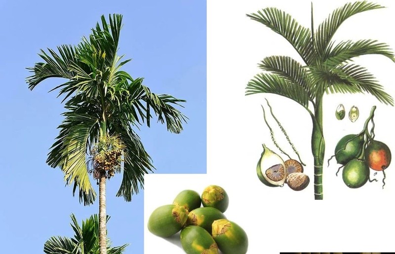 Những quả cau tươi đã được sơ chế, chuẩn bị ngâm cùng rượu trắng trong bình thủy tinh