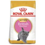 thuc an cho meo anh long ngan con royal canin british shorthair kitten1 1