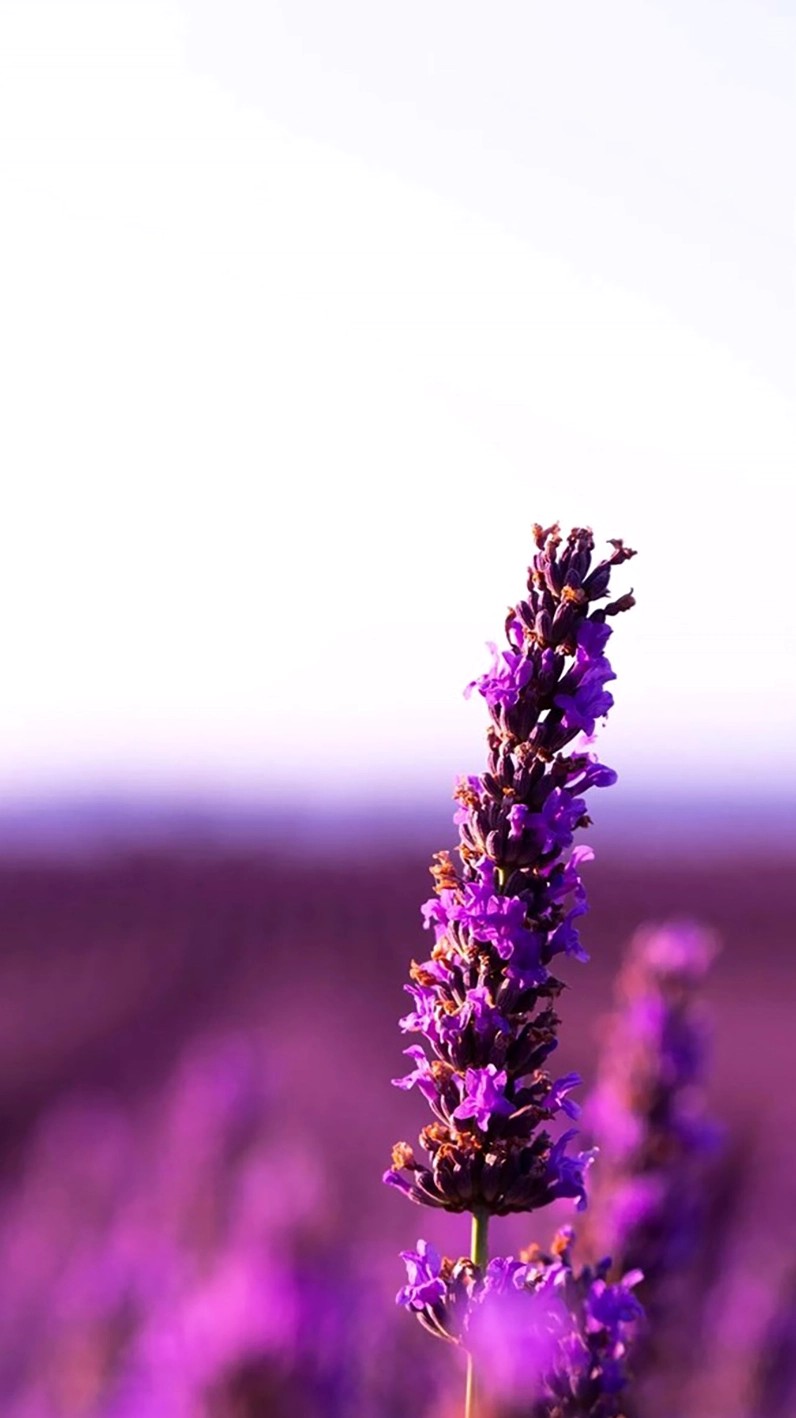 y nghia cua hoa lavender mang lai su thanh tinh va binh yen 5931777019475 1