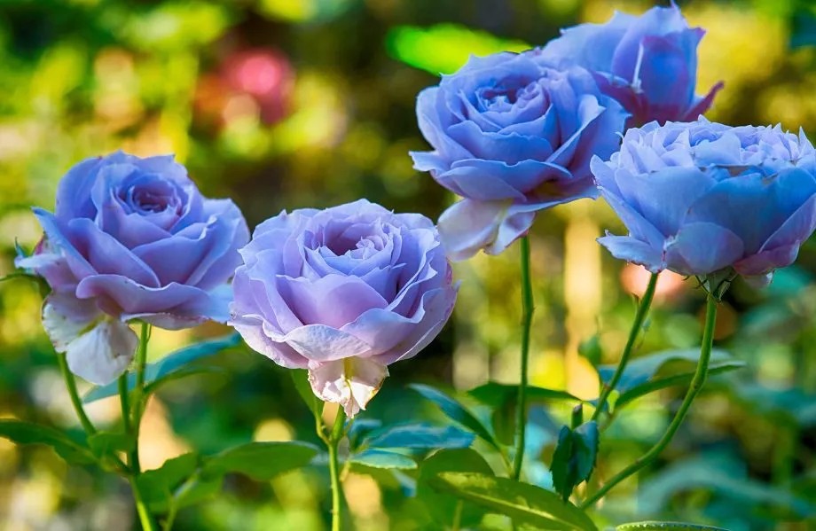 Nếu môi trường có tính axit nhiều hơn thì màu của hoa hồng xanh sẽ nhạt đi (light blue rose)