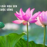 y nghia hoa sen 1
