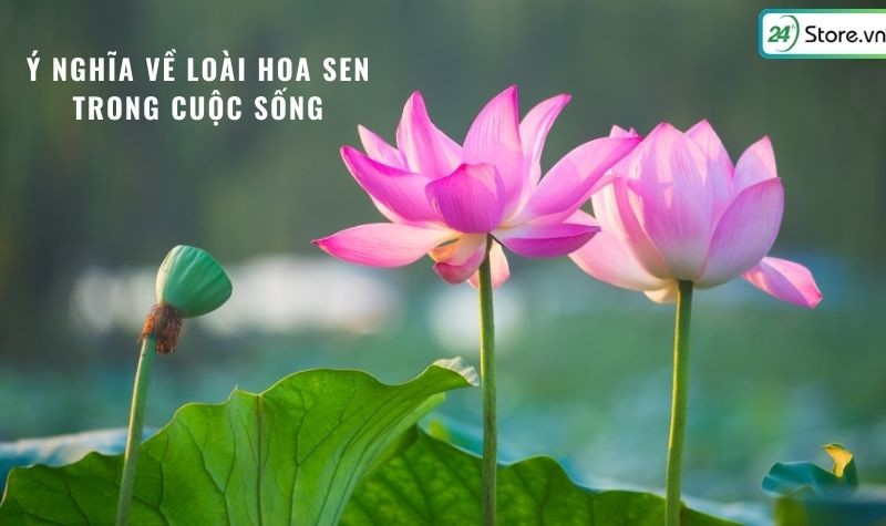 Ý nghĩa sâu sắc của hoa sen trong văn hóa Việt Nam và Phật giáo
