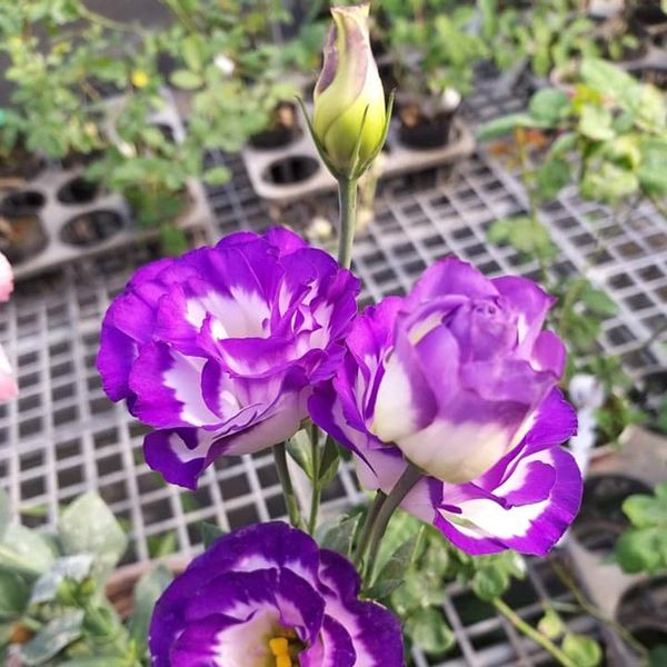 Vẻ đẹp nhẹ nhàng trong từng cánh Hoa Cát Tường, tinh khôi và thanh tao