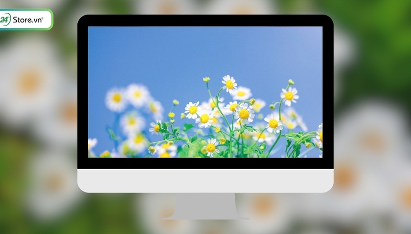 Hình nền hoa cúc 4K cho máy tính