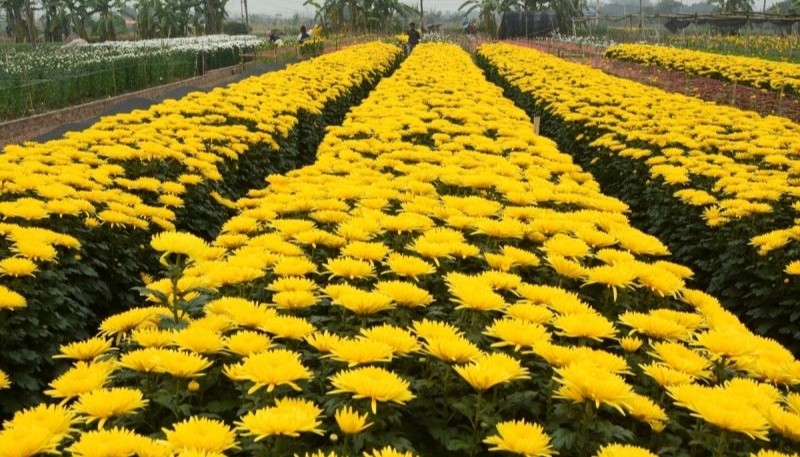 Bông hoa cúc vàng khoe sắc rực rỡ