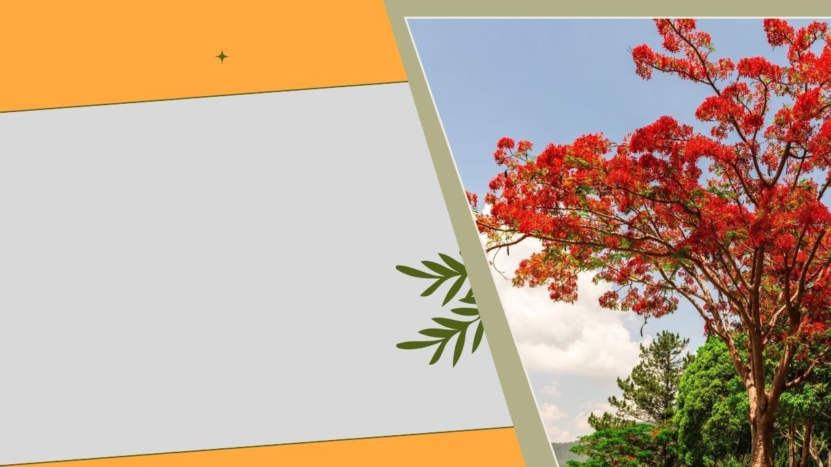 Một số lưu ý khi chọn và sử dụng nền PowerPoint hoa phượng